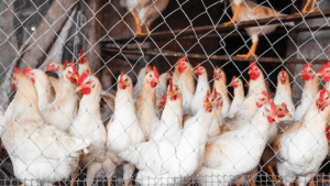 Weighing in Poultry Farming