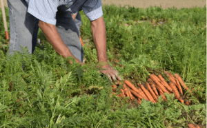 Enhancing Agricultural Efficiency