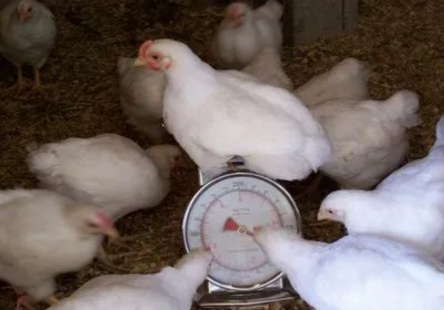 Industrial Weighing Systems